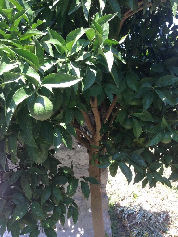 Eco Garten Guest House شكودر المظهر الخارجي الصورة