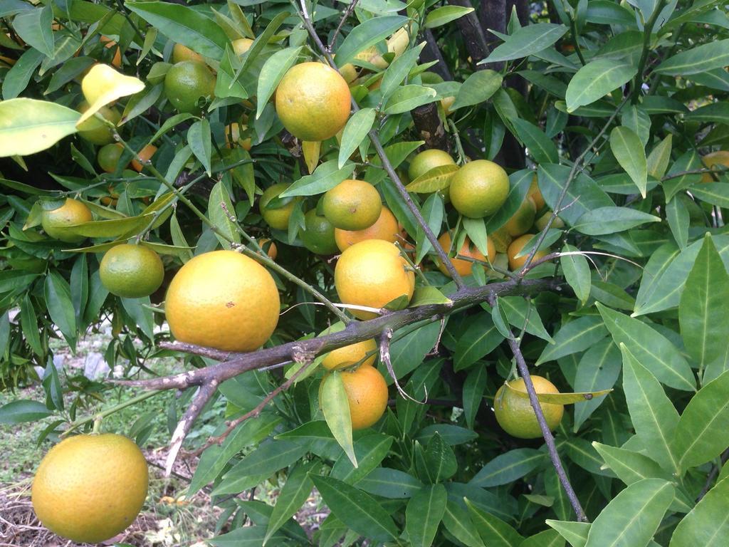 Eco Garten Guest House شكودر المظهر الخارجي الصورة