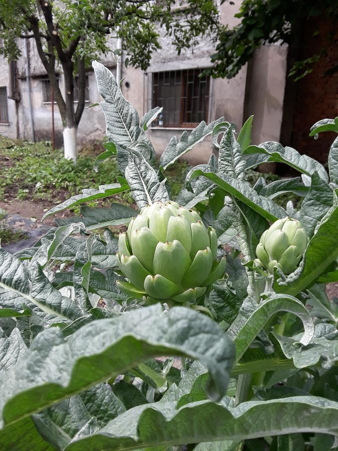 Eco Garten Guest House شكودر المظهر الخارجي الصورة